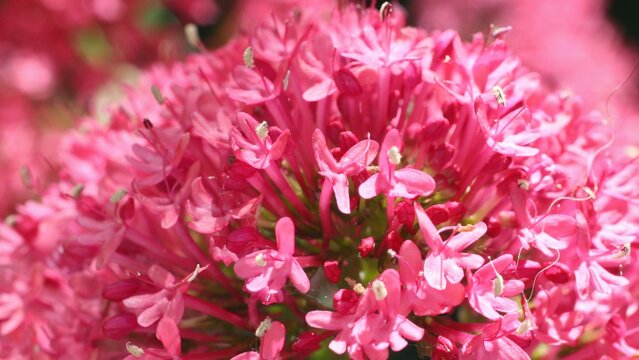 Lots of pink small flowers, Centranthus ruber macro photography