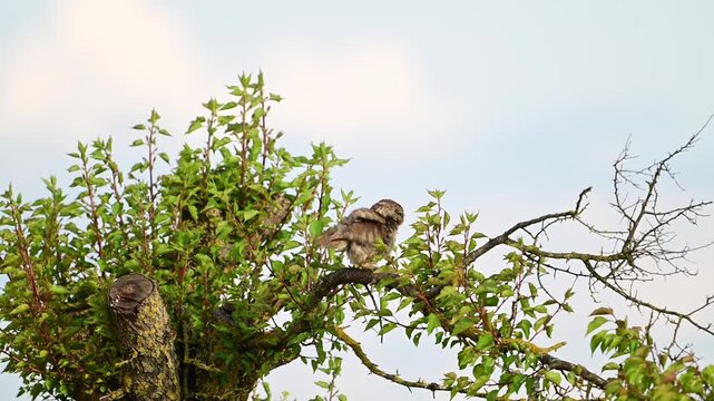 Little owl (Athene noctua) taking off from a tree while holding a captured centipede in its claw. Slow motion wildlife footage capturing natural hunting behavior and flight movement in wild habitat.
