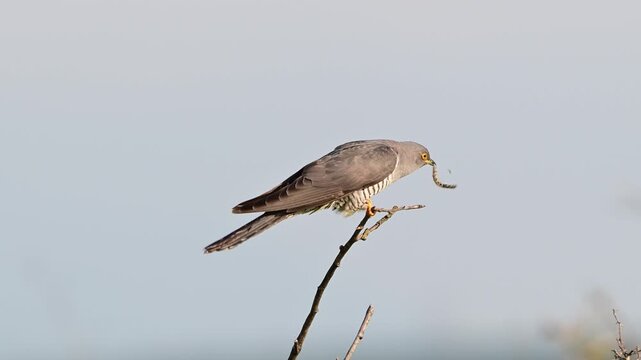Common cuckoo (Cuculus canorus) sits on a stick with an insect in its beak and eats it. slow motion.
