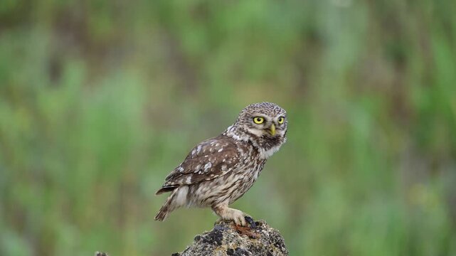 Little owl (Athene noctua) standing on a rock in the wild, holding a captured centipede in its claw and making calling sounds.