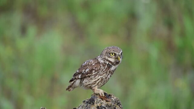 Little owl (Athene noctua) standing on a rock in the wild, holding a captured centipede in its claw and making calling sounds. Natural wildlife behavior in close up.