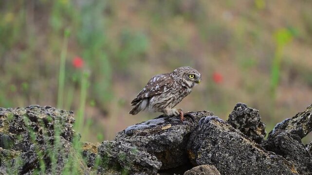Little owl (Athene noctua) sitting on a rock in the wild with a captured centipede in its beak, looking around and then flying away. Slow motion Close up.