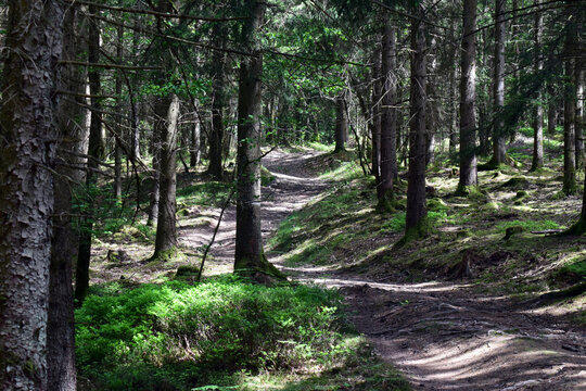 Paysages de for&ecirc;t et de rivi&egrave;re au c&oelig;ur des Ardennes fran&ccedil;aises sur les sentiers de randonn&eacute;es du parc naturel r&eacute;gional.