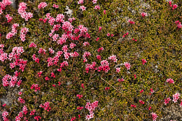 Fototapeta premium Petites fleurs sauvages en floraison sur la toundra islandaise 