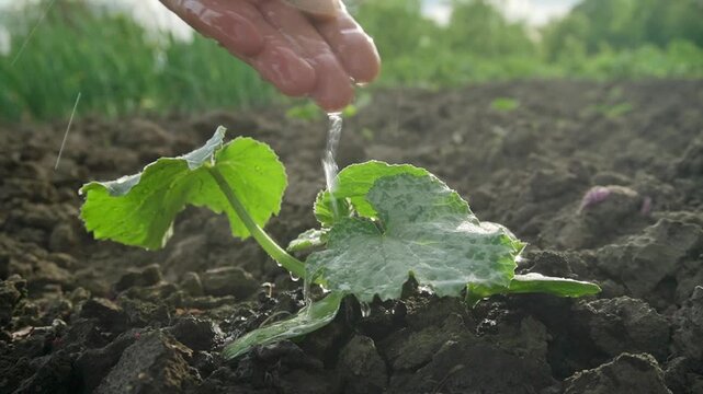 Hand watering a young green plant with droplets falling onto soil in a garden, showcasing the nurturing process of plant growth