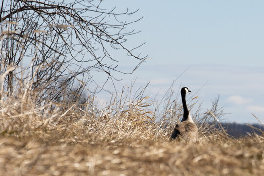 Quebec, Canada, 24 April 2026 : A Canada goose stands in dry grass with bare tree branches and a blue sky in the background.