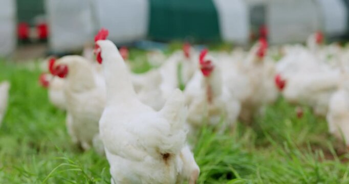 Environment, field and nature with chickens on farm for animal growth, agriculture and grass meadow. Poultry livestock, free range and sustainability with hens in countryside for organic eggs