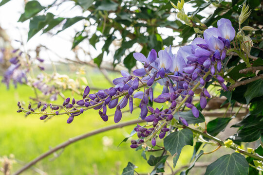 Beautiful blooming purple Wisteria flowers hanging from a vine in a spring garden.Close-up of violet Wisteria sinensis blossoms with green leaves in soft daylight.