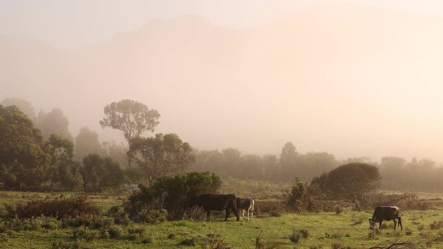 cattle grazing in fog enshrouded meadow at sunrise, Stanford, South Africa