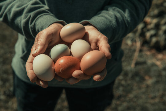 Farm fresh eggs 
