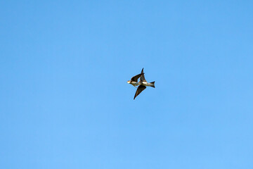Fototapeta premium A pair of swallows in flight against a clear sky