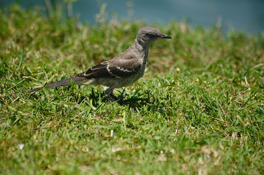 Close up of a fledgling mourning bird foraging in the grass