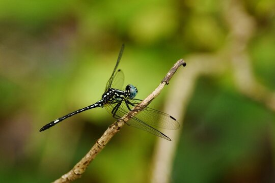 Junglewatcher (Neodythemis hildebrandti) perched on a twig at Marojejy National Park, eastern Madagascar