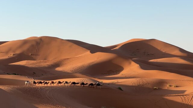 Camel caravan crossing illuminated Sahara dunes at sunrise near Merzouga, Morocco