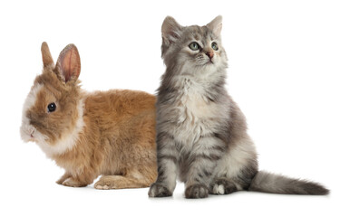Fototapeta premium Cute cat and bunny on white background. Lovely pets