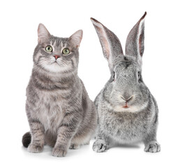 Fototapeta premium Cute cat and bunny on white background. Lovely pets
