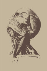 Naklejka premium Vintage Anatomical Skull with Exposed Neck Muscles Illustration