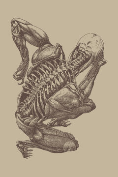 Contorted Human Anatomy Figure with Muscles and Skeleton Fusion