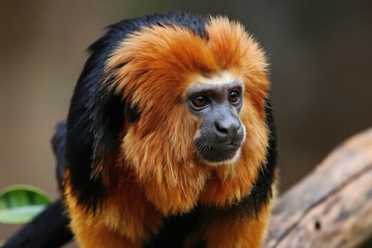Golden headed lion tamarin monkey sits on tree branch. Small primate with bright orange fur on head and black body. Mammal looks right with curious expression. Endangered species portrait.