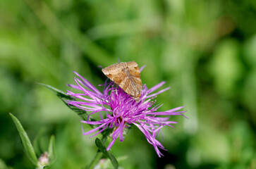 Braune Tageule auf lila Blume © cuhle-fotos