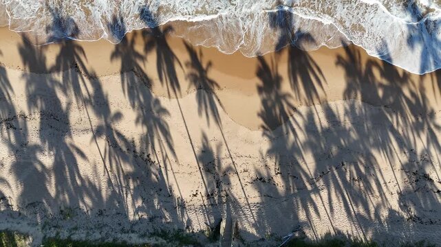 Aerial drone view of coconut palm tree shadows on sandy beach