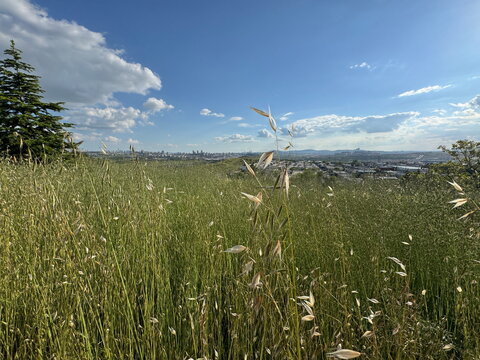 Wild oats Avena fatua growing on a sunny hill overlooking a distant city skyline. Beautiful panoramic urban landscape view through green meadow grass fields under a blue cloudy sky close up.