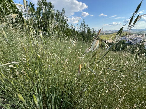 Wild oats Avena fatua growing on a sunny hill overlooking a distant city skyline. Beautiful panoramic urban landscape view through green meadow grass fields under a blue cloudy sky close up.