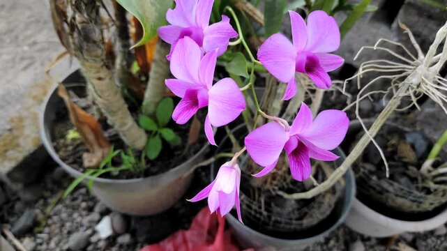 Dendrobium Bigibbum or orchid larat, dendrobium larat isolated on white background, bunga Anggrek or orchid