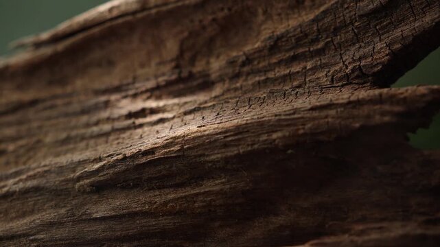 Warm cinematic light across layered driftwood texture macro background