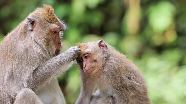 Monkey (Long-Tailed Macaque) at the Monkey forest in Ubud Bali Indonesia