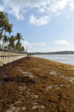 Manzanilla, Trinidad and Tobago - May 12, 2026 - Sargassum seaweed washed ashore along the Manzanilla Beach which is located along the east coast and Atlantic Ocean. 