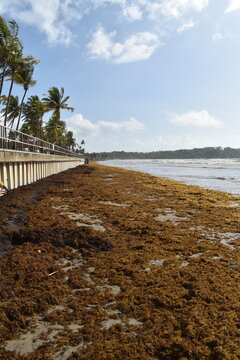Manzanilla, Trinidad and Tobago - May 12, 2026 - Sargassum seaweed washed ashore along the Manzanilla Beach which is located along the east coast and Atlantic Ocean. 
