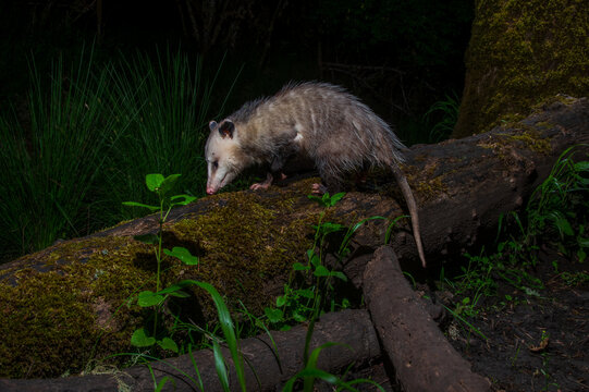 A Virginia Opossum (Didelphis virginiana) crossing a log at night.
