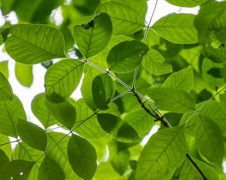 Even on cloudy days, the leaves of an Oregon Ash collect sunlight.