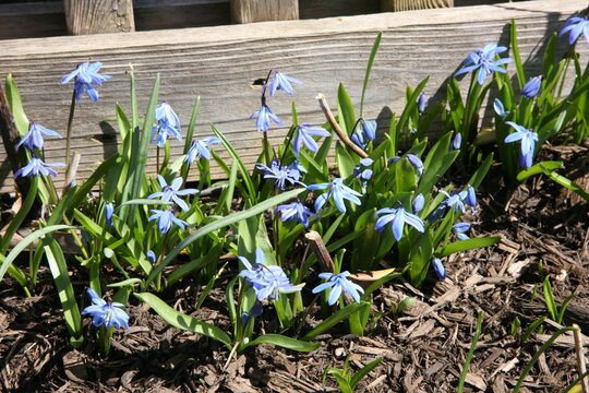 Blooming blue flower scilla