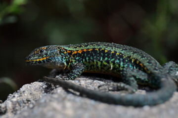Fototapeta premium Colorful Patagonian lizard resting on a rock in natural habitat