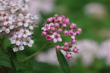 Fototapeta premium 色鮮やかに咲く、シモツケの花 / Pink japanese spiraea flowers blooming in the shade