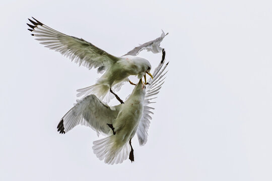Black-legged Kittiwake, Rissa tridactyla, birds in fight on sky, Bempton Cliffs, North Yorkshire, England