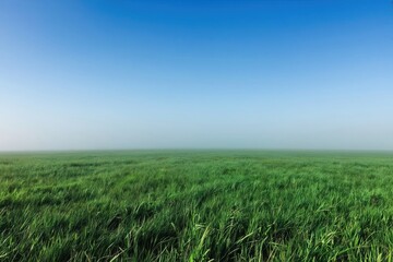Fototapeta premium Vast green grass field disappears into fog bank under clear blue sky. Serene, empty landscape shows horizon line, offers copy space for nature or weather themes.