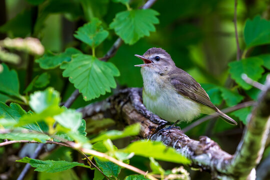 Western Warbling Vireo (Vireo swainsoni) singing in the Oregon Coast Range.
