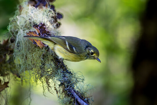 Hutton's Vireo (Vireo huttoni) in the Oregon Coast Range sits on a lichened covered branch searching for food.