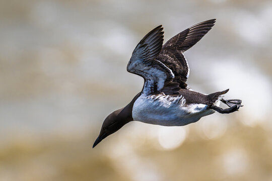 Guillemot, Uria Aalge, Bempton Cliffs, Yorkshire, England