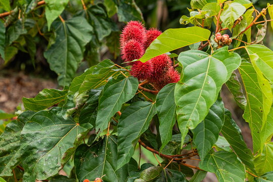 The achiote plant is a shrub or small tree with spiny red fruits in pods. It grows in tropical regions of the Americas. Indigenous peoples use the seeds to make red body paint and lipstick.