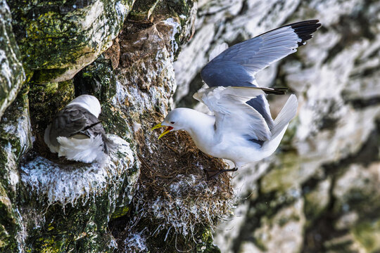 Black-legged Kittiwake, Rissa tridactyla, birds in flight over cliffs, Bempton Cliffs, North Yorkshire, England