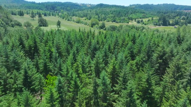 Forest near Lebanon, OR - Drone