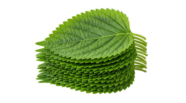 Fresh green Korean Perilla leaves (Kkaennip) stack with serrated edges, isolated on a clean white background