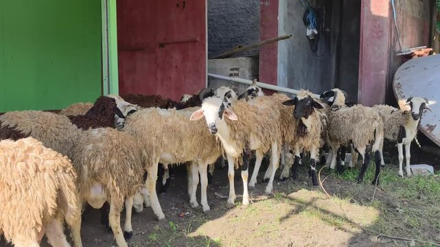 Footage of a Flock of Sheep Gathering Together in a Rural Pen