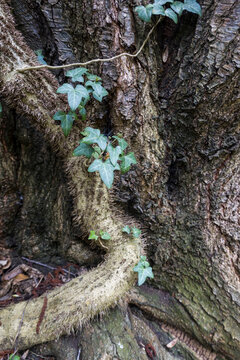 armdicke Adventivwurzeln eines Efeu (Hedera helix)