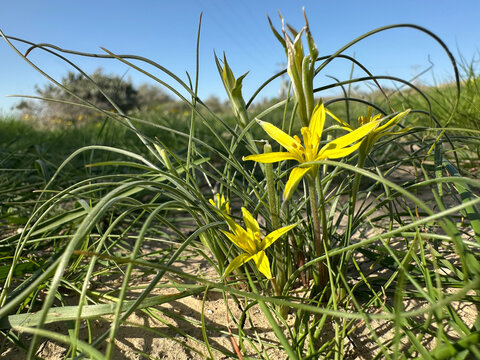 Damascus Gagea, Green-flowered Gagea (Gagea damascena)