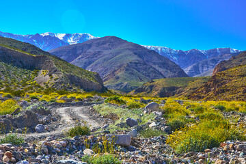 Fototapeta premium Dirt Road Wildflower Super Bloom and Snow Capped Mountains in Remote Valley